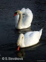 * Z DĚNÍ VE MĚSTĚ